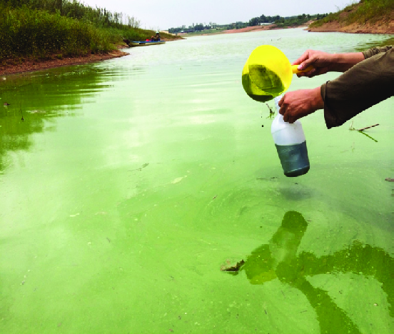 Microcistine e acqua di rete, un pericolo da non sottovalutare